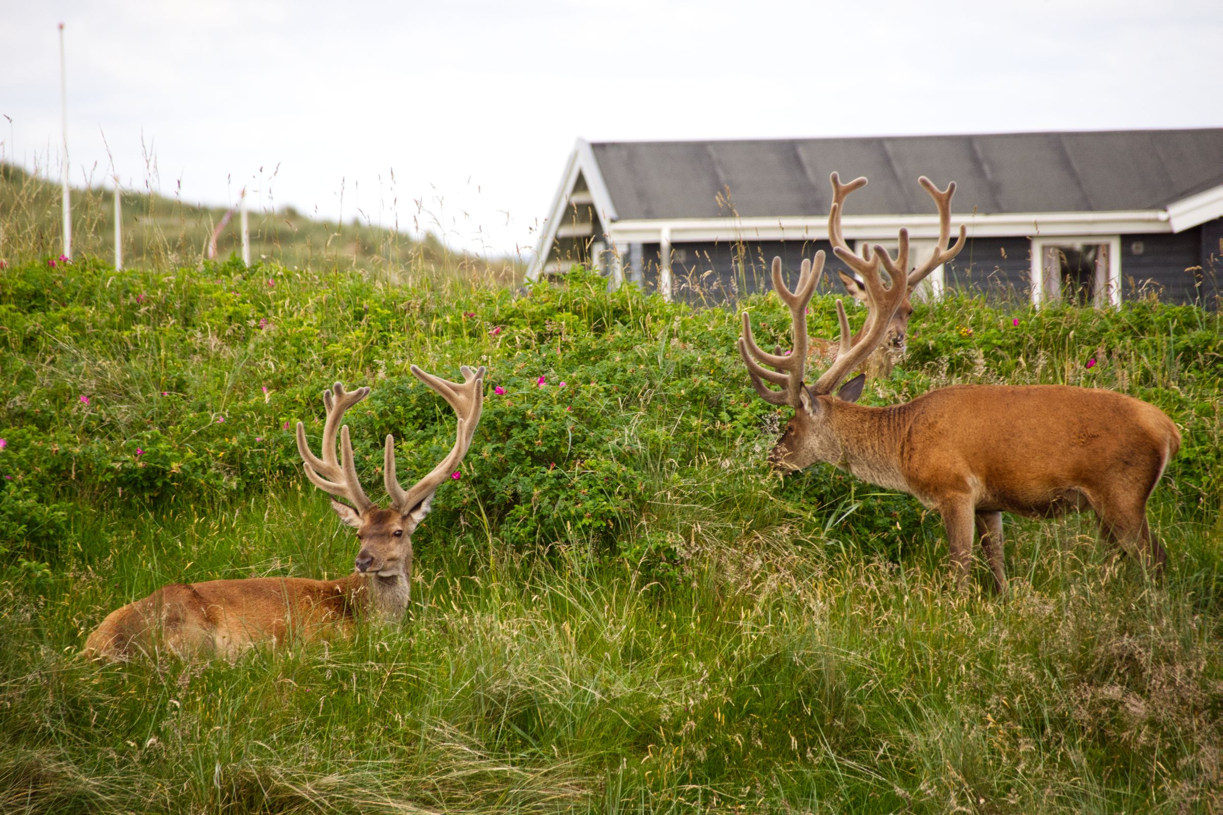 Hirschbesuch am frühen Morgen in Vejers Strand